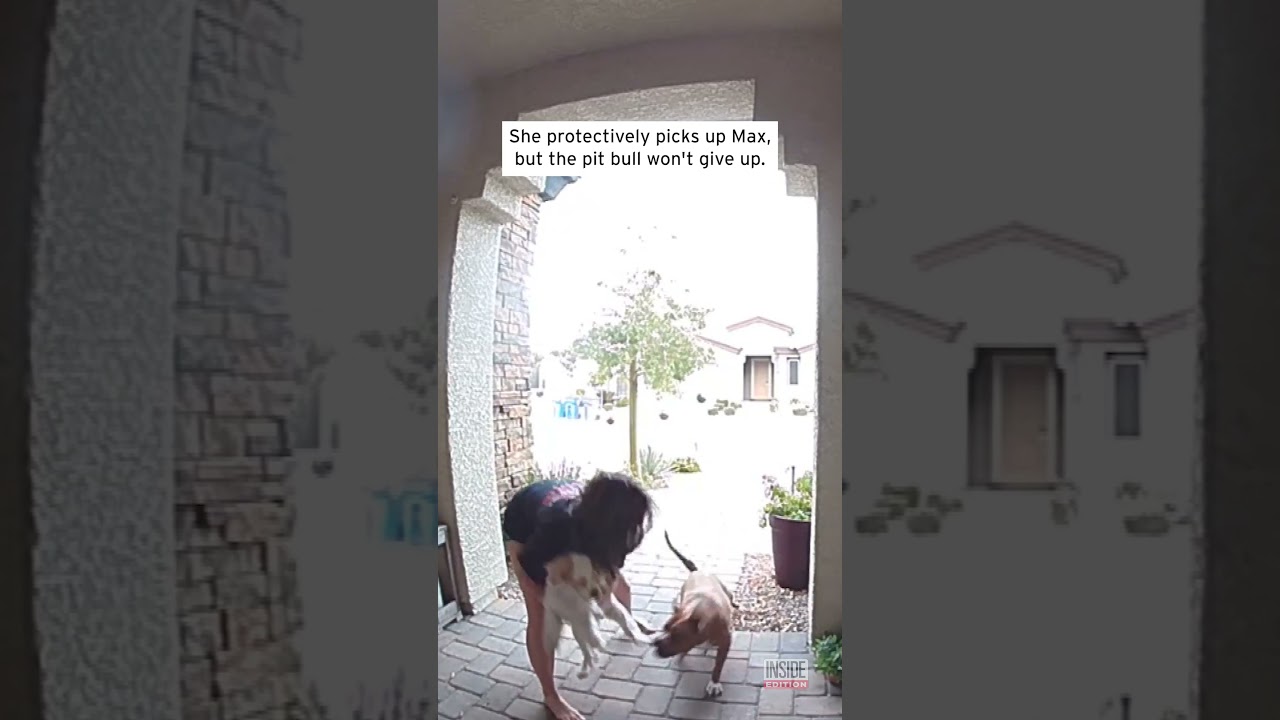 Heroic Driver Saves Woman and Her Dog From Pit Bull Attack #shorts