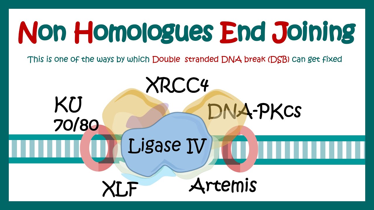 NHEJ | Non-homologous end joining | What proteins are involved in non-homologous end joining?