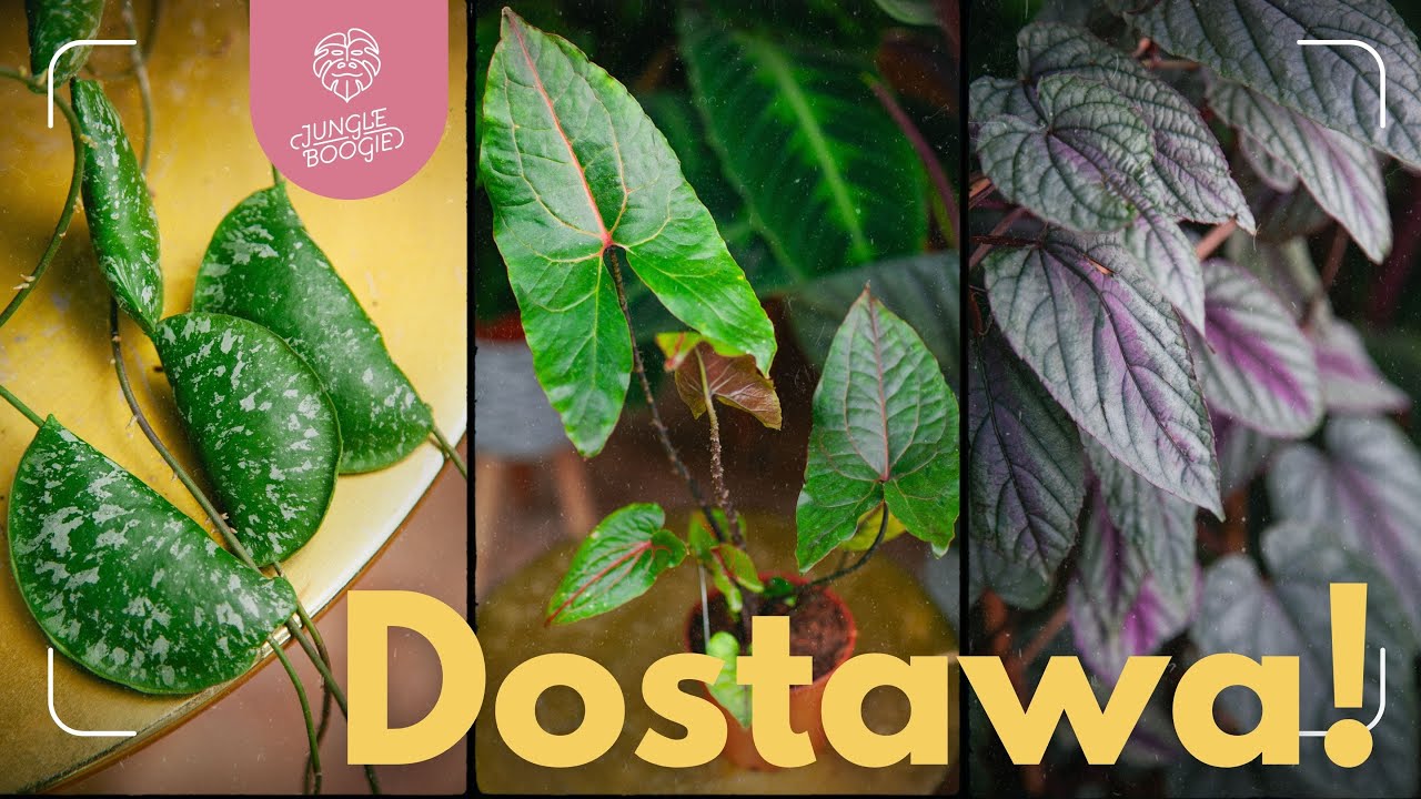 Pierogowa HOJA i BARDZO dobra DOSTAWA - mocny początek sierpnia w JB 😎🪴💪🌿