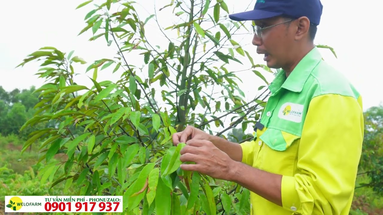 Hướng dẫn chăm sóc sầu riêng phát triển tốt trên đất phèn