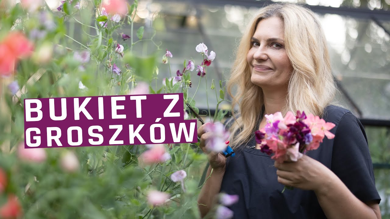 Groszek pachnący - zbieramy kwiaty z ogrodu na bukiety