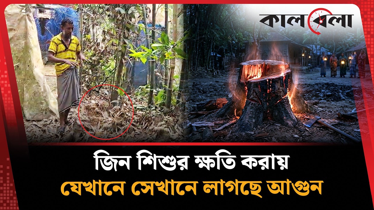 গাবগাছে ছিল জীনের বাসা, কেটে ফেলতেই নেমে এল বিপদ | GabTree | Kalbela News