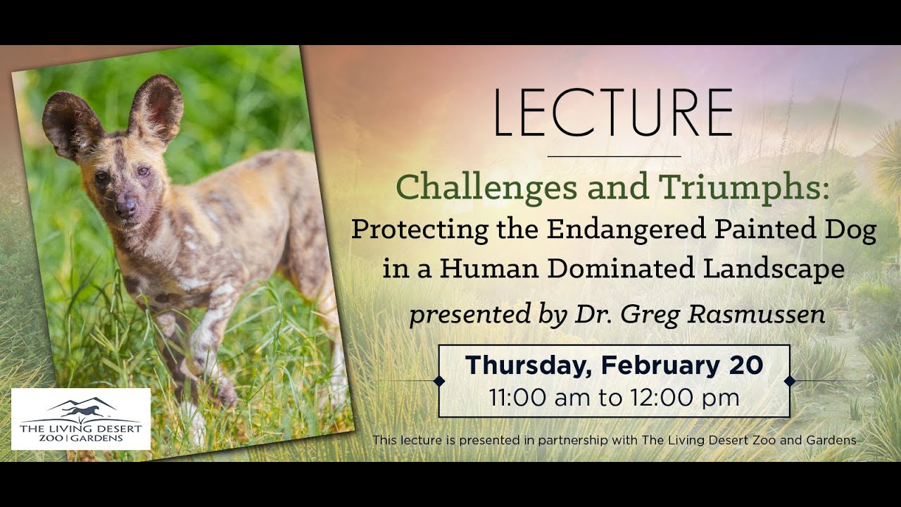 Challenges and Triumphs: Protecting the Endangered Painted Dog in a Human Dominated Landscape