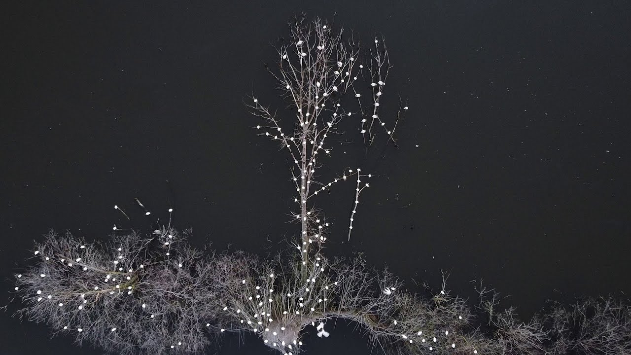 L'albero degli aironi - The herons's tree