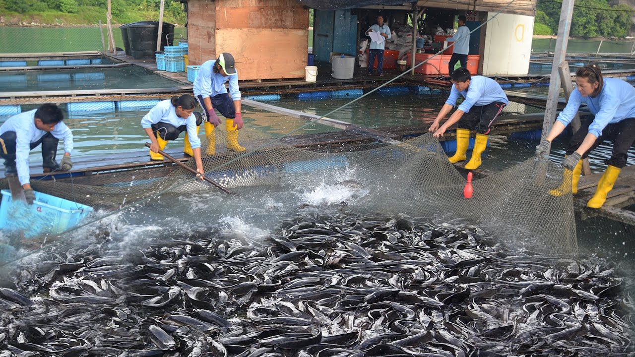 Modern method in Raising Catfish - The booming Catfish business in the Philippines!!