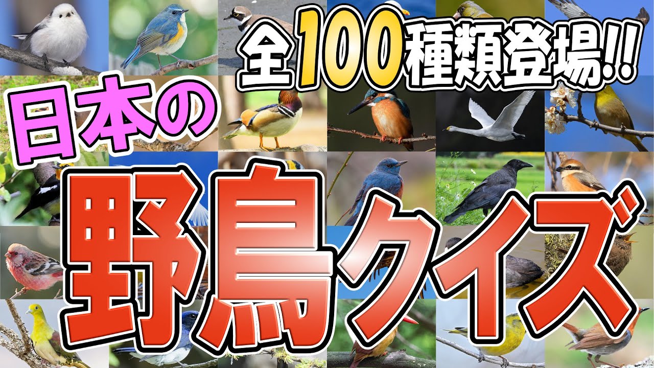 日本の野鳥クイズ◆写真から１００羽の鳥の名前を当てよう！