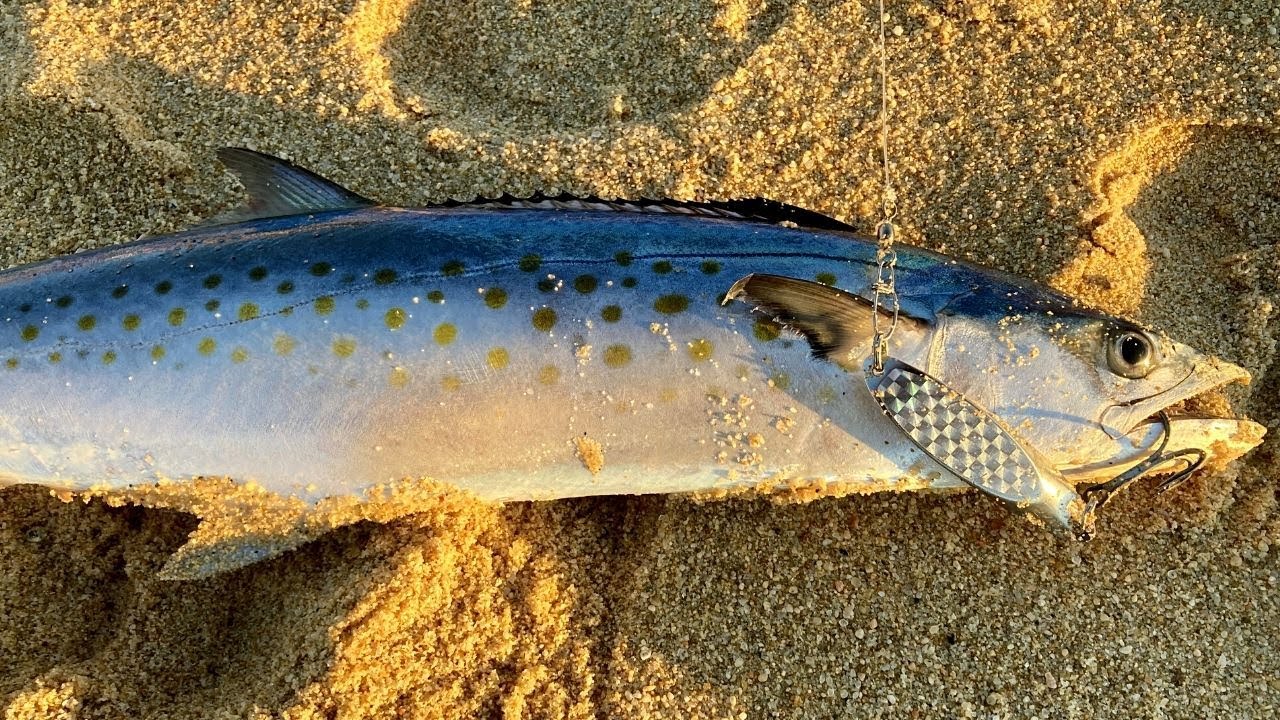 Mackerel fishing from the beach!