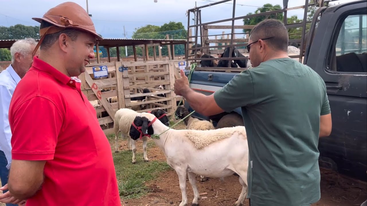 Pondonga passa a perna no prefeito 