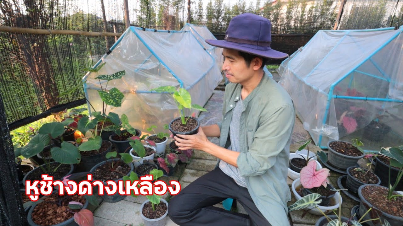 ซื้อไม้ด่างเข้าสวน หูช้างด่างเหลือง ราคากำลังน่าสะสม