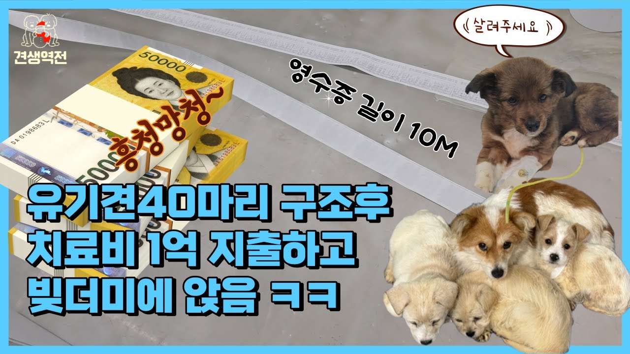 유기견 40마리 구조후 치료비 1억지출하고 빚더미에 앉게된 사연