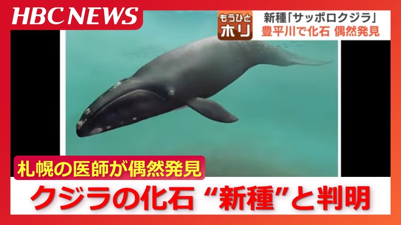 海のない札幌で医師が偶然発見「これはろっ骨だ」発掘で正体を現したのはクジラの化石、17年後“新種”と判明「サッポロクジラ」進化の空白期を埋める貴重な発見