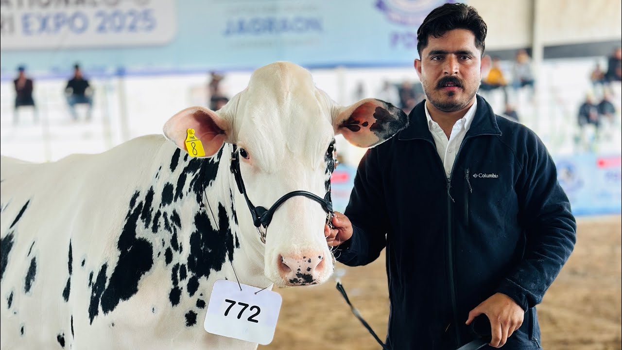 “🔥 No.1 HF Breed for Sale at Gurwinder Dairy Farm | King of Punjab 👑 | Top Quality Cows 🐄”