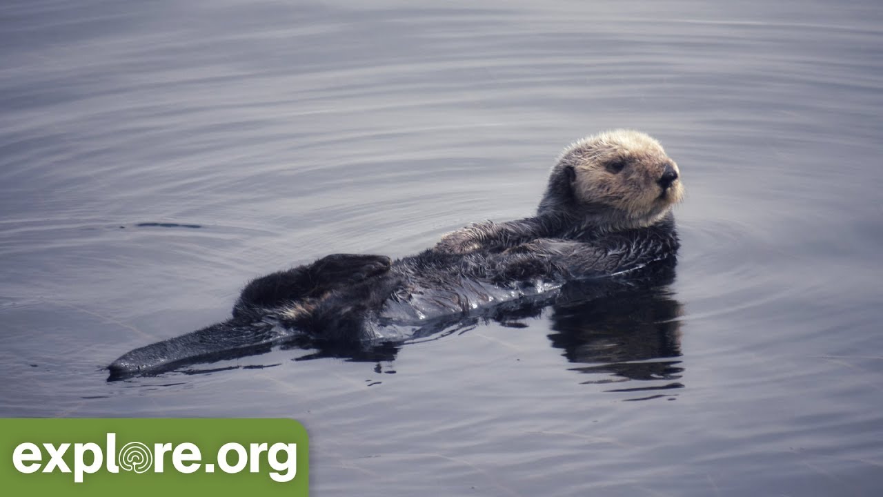 Nature Expert Explains Sea Otters and Kelp