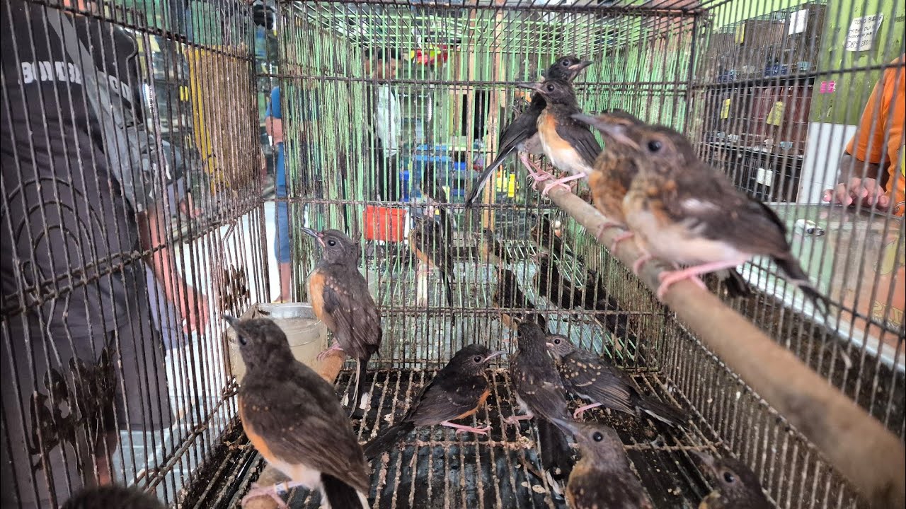Datang Kenari Paud Gacoran Dan Betina Dewasa Mulai 70k Saja, Juga Trima Setor 089628101130