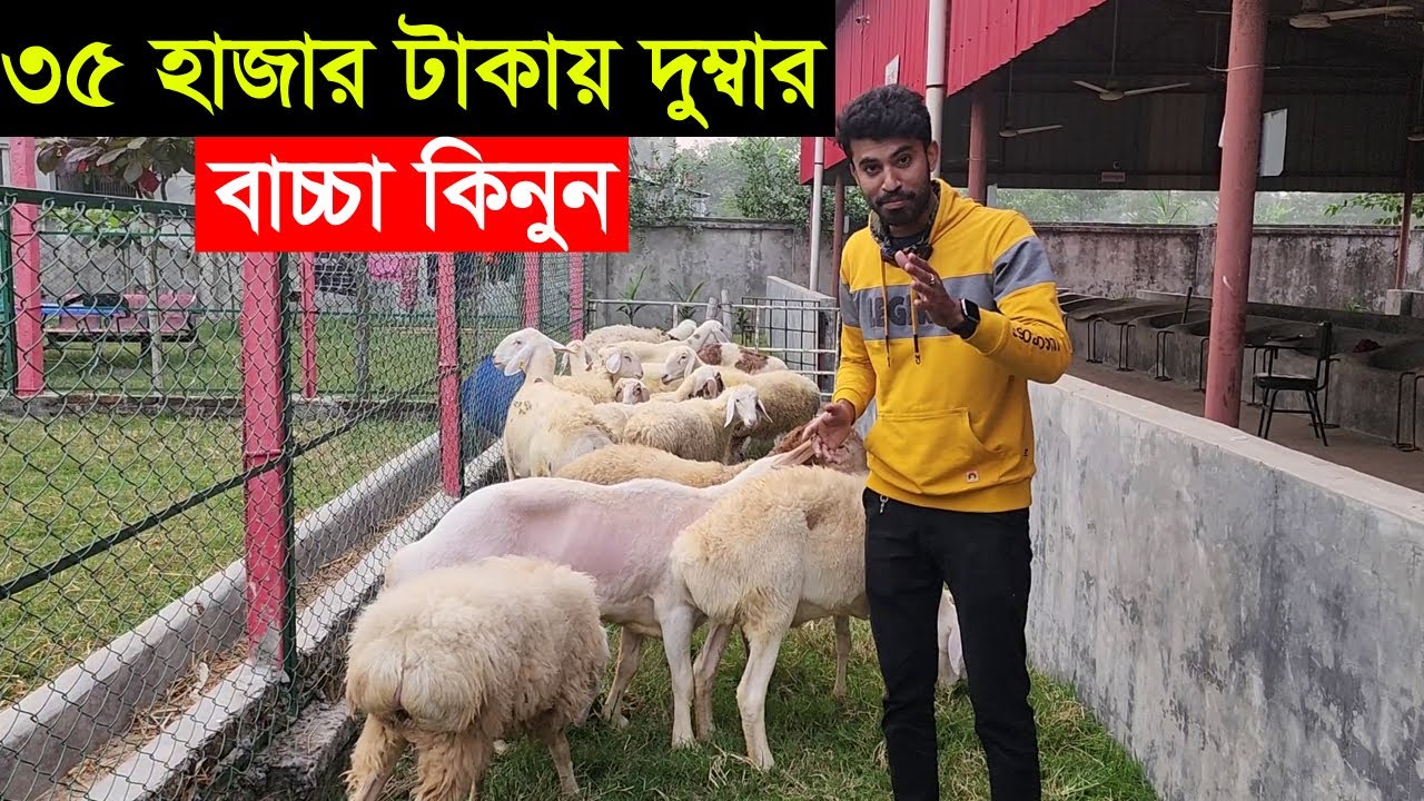 আমিষ এগ্রো থেকে মাত্র ৩৫ হাজার টাকায় দুম্বার বাচ্চা কিনুন ও দুম্বার দাম জানুন Amish agro
