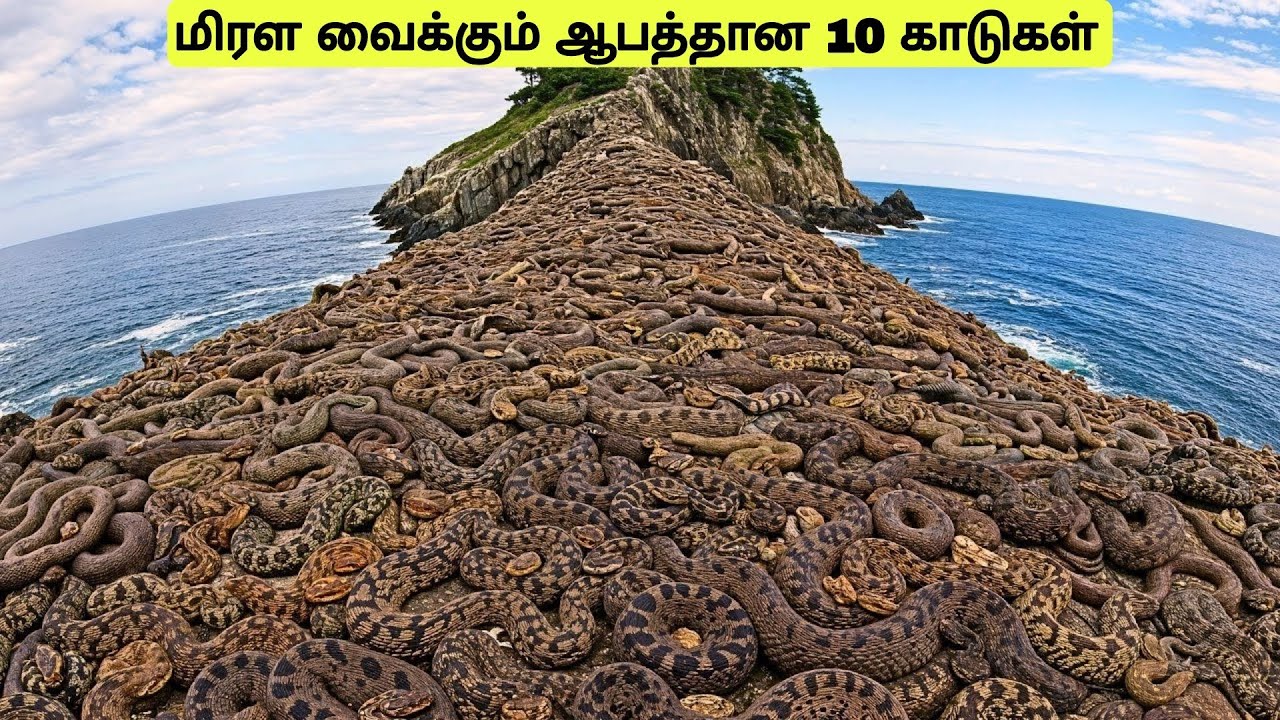 இங்கு போனால் மரணம் நிச்சயம், உலகின் மர்மமான 10 காடுகள் | 10 mysterious forests | Tamil Wonders 