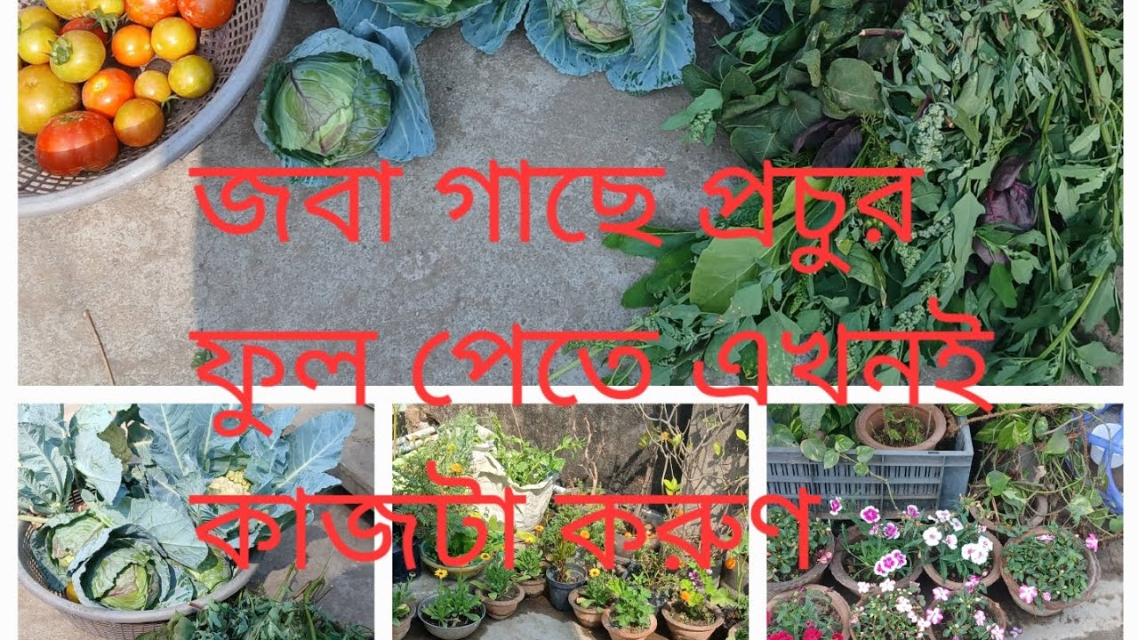 জবা গাছে দিলাম মাটি ও খাবার/বাগানের শাক ও সবজির হারভেসট #rooftop #gardening 