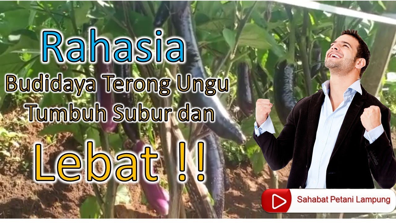 Simak Baik-baik !!!!!!! Rahasia budidaya terong ungu subur dan lebat