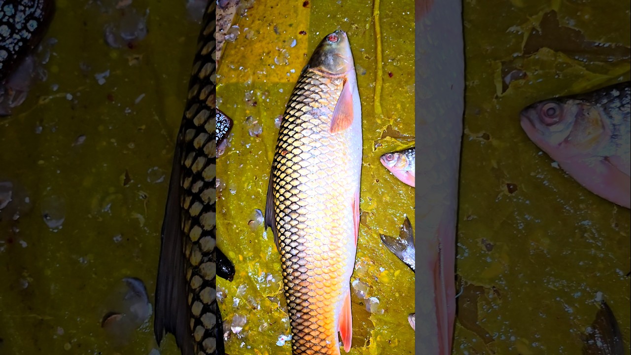 लोकल नदी का 2 kg की नैनी मछली 🤯स्वाद से भरपूर | Fish Market | Machali Market 
