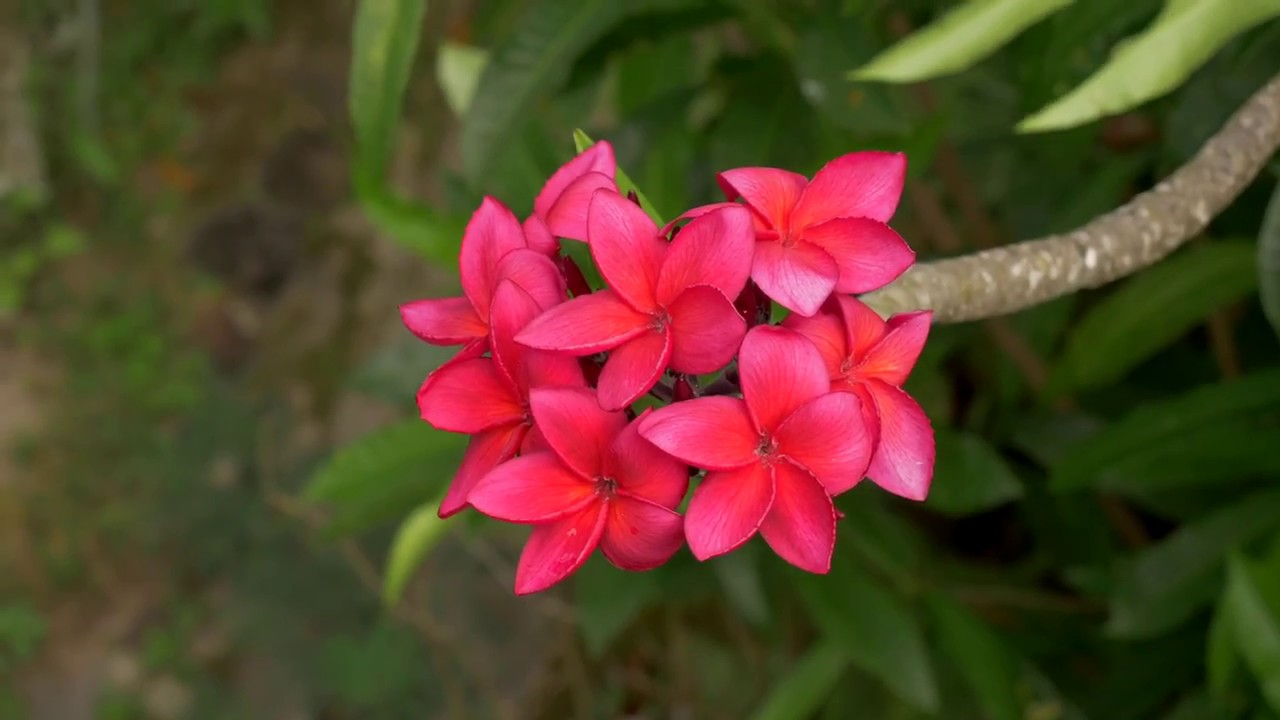 Dive kadavu with Matana Resort