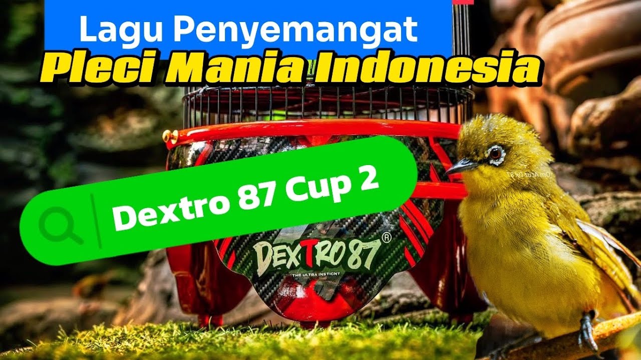 DEXTRO 87 CUP 2 SPECIAL SONG LAGU PLECI MANIA INDONESIA OM(Lagu di hati Pleci Mania).