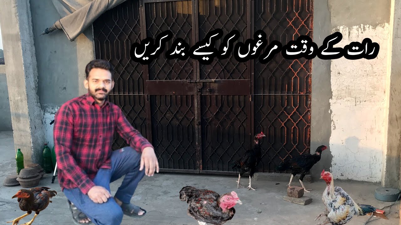 Murgon ki garmi kesy door kren | Raat k waqt murgo ki garmi kese door kren | MURGON ki garmi ka ilaj