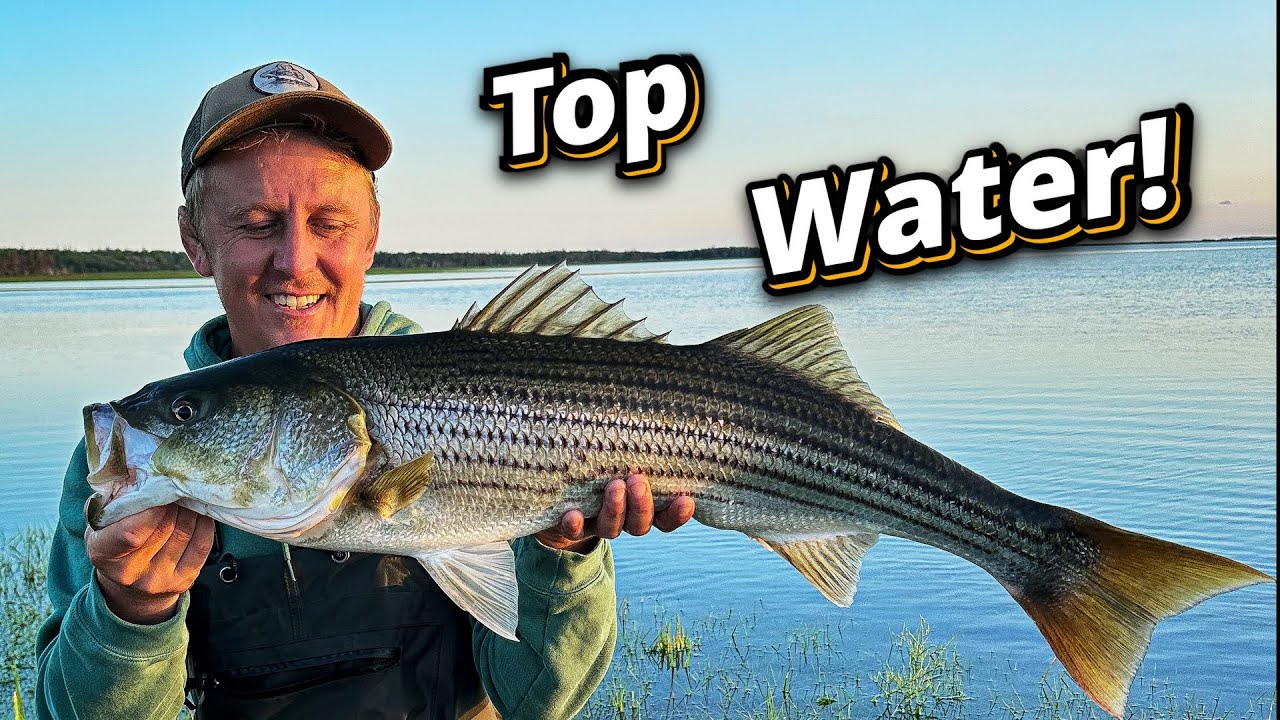 Top Water Stripers! Fishing my Pencil Popper on Prince Edward Island!