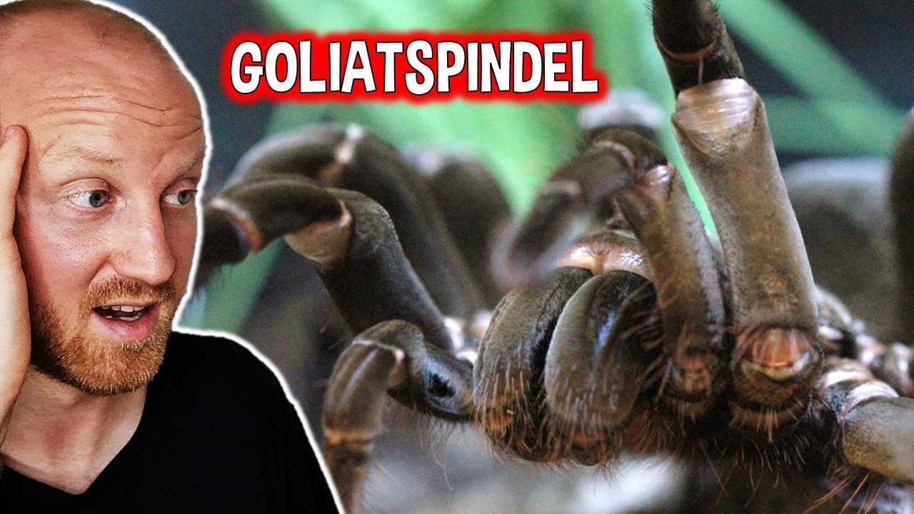 Världens Störta Spindel! [Spindlar Från Polen]