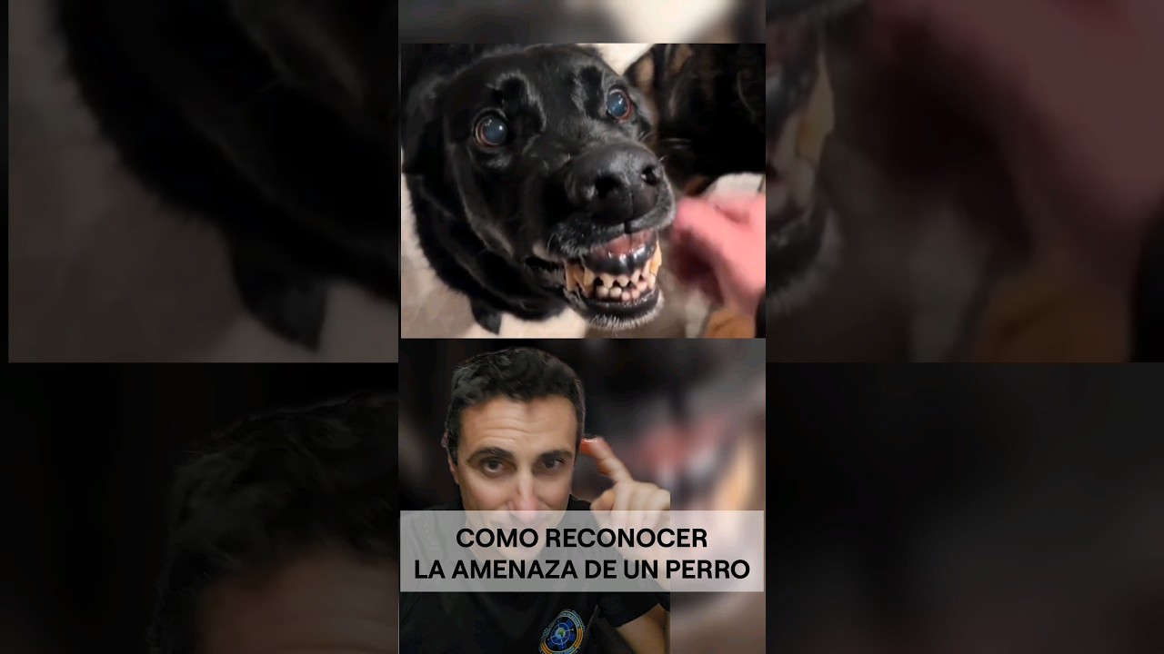 Si ves un perro haciendo esto, No te acerques. #supervivencia #emergencia #curiosidades