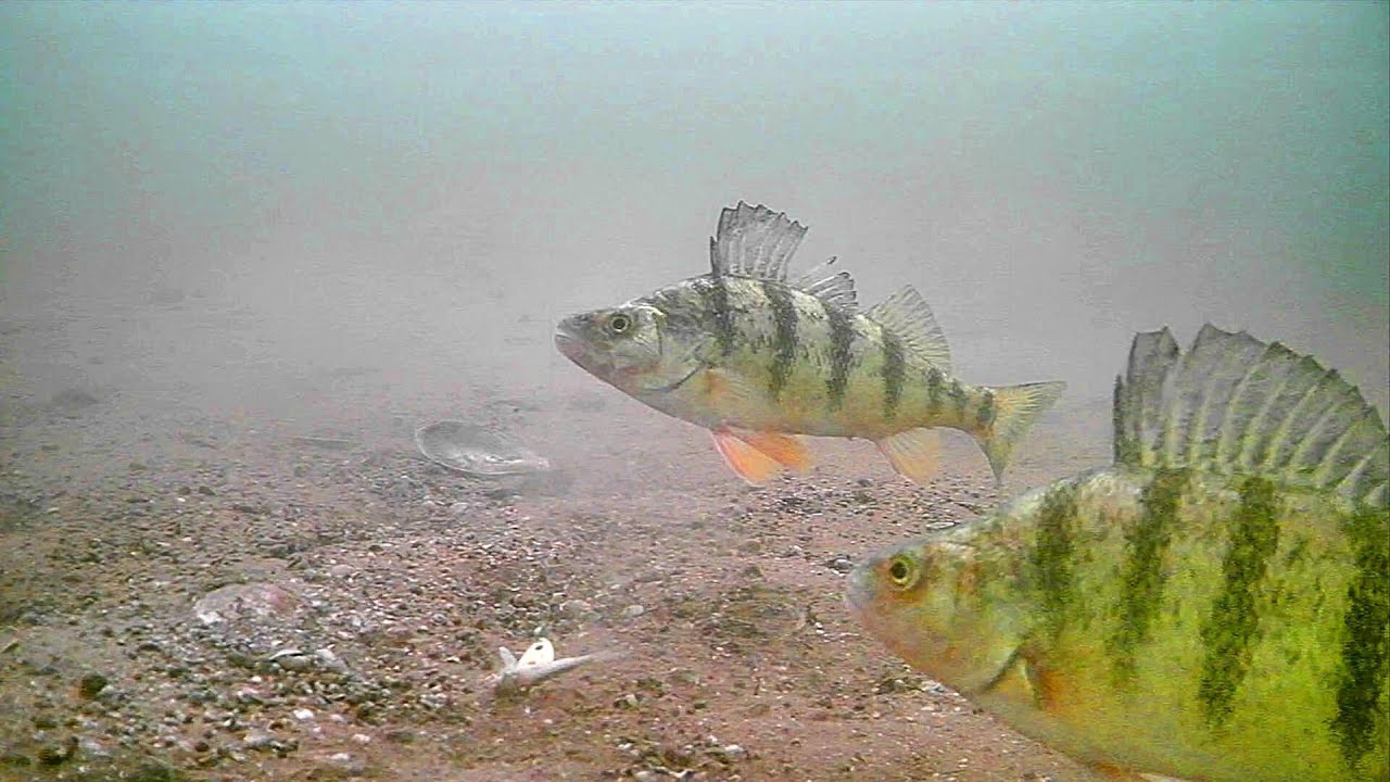 Up Close and Personal: Ice Fishing for Perch in Saskatchewan.