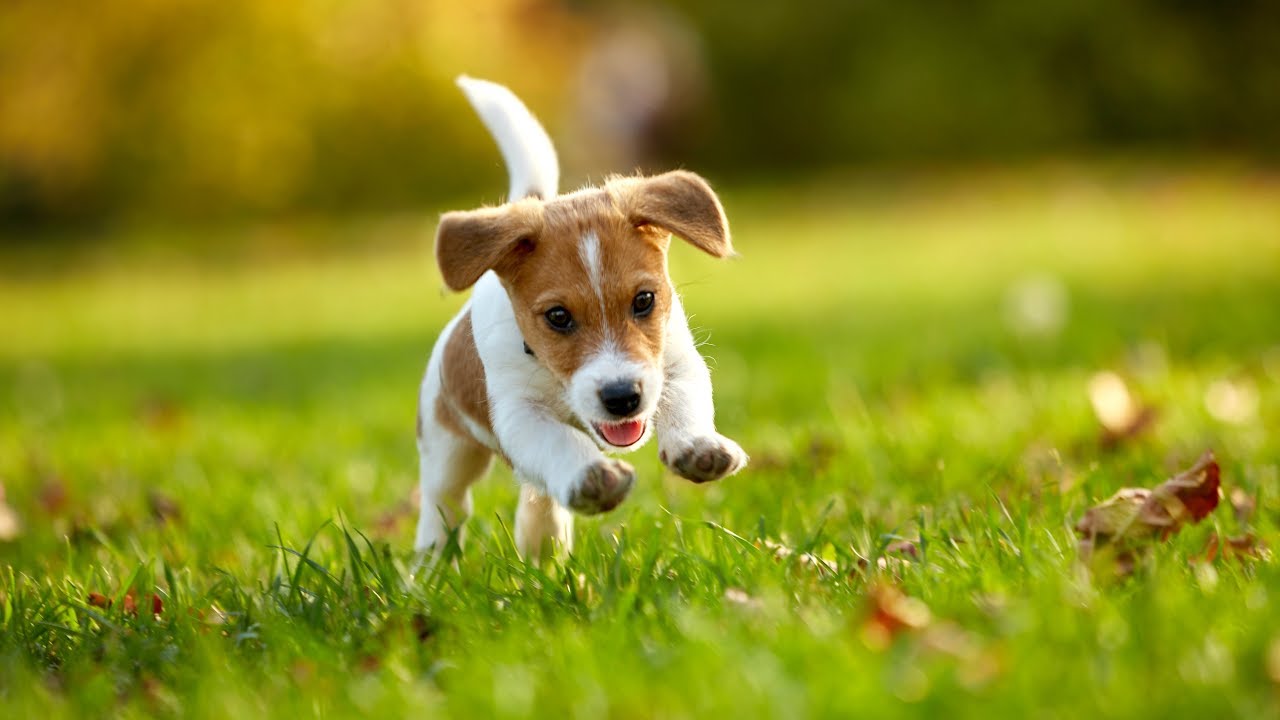 CUTEST PUPPIES COMPILATION