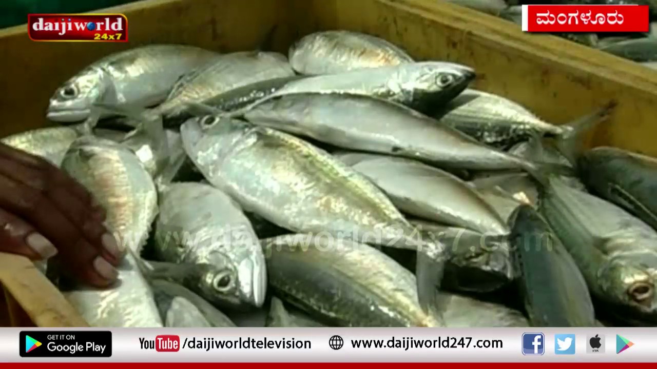 MANGALORE-DEEP SEA FISHING BAN LIFTED FROM TODAY