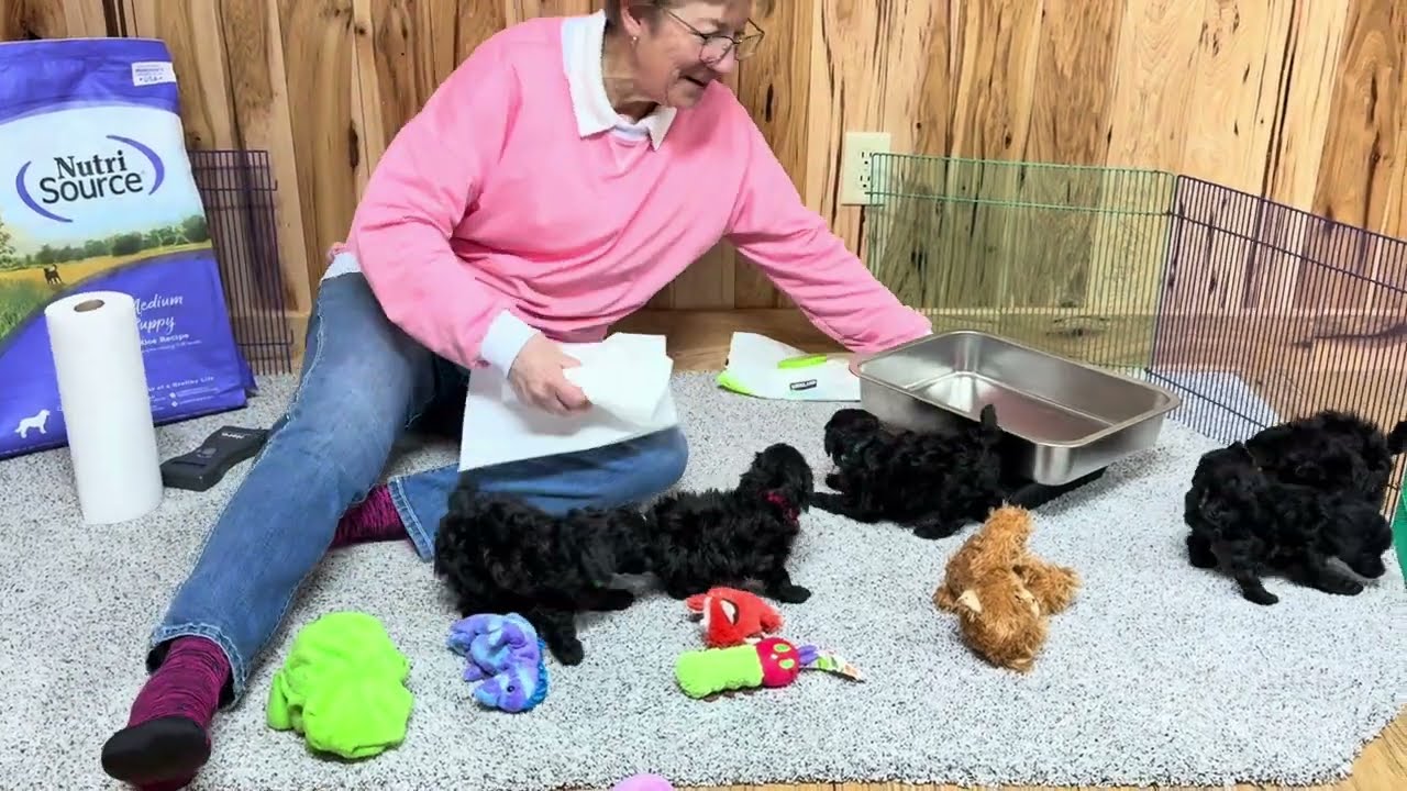 Shasta's Toy Poodles January 7, 2025