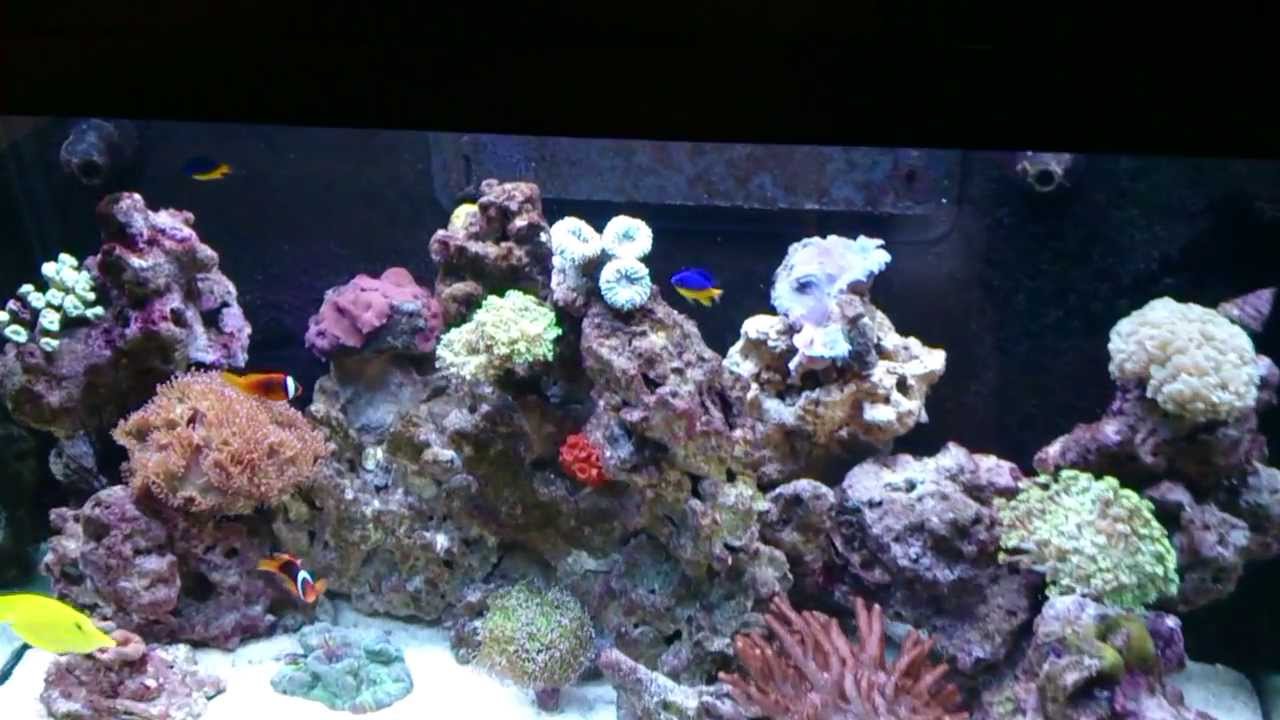 Our RedSea MAX 250