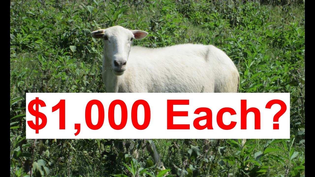 How to Sell “Chemical Free” Sheep for $1,000 Each! - with Certified Chemical Free!