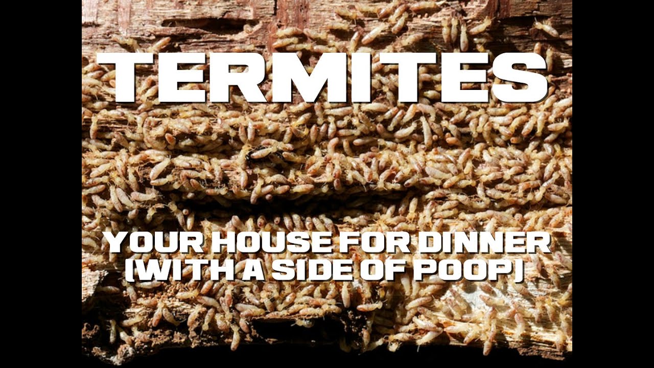 10 Termite Facts - Your House for Dinner - Animal a Day