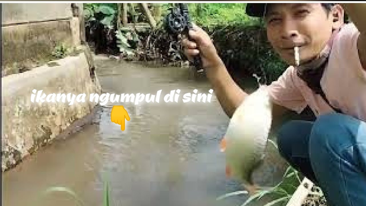 mancing IKAN MARACOCA