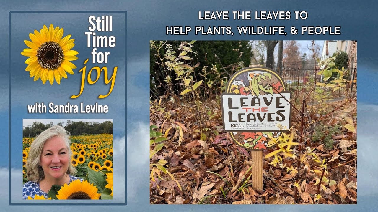 Leave the Leaves, Don't Rake & Blow Them, to Help Bees, Fireflies, Soil, & More - Rutgers Ecologist