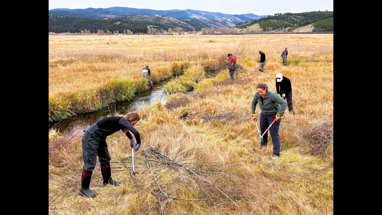 3/4 Mile of Cameron Creek - Protected & Restored - 3,000 willows and Counting!