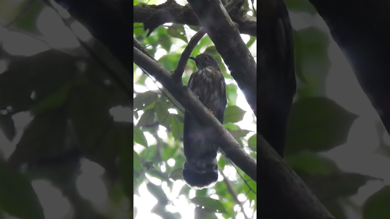 Hawk Cuckoo #photography #shorts #wildlife #cambodia #birdwatching #bird