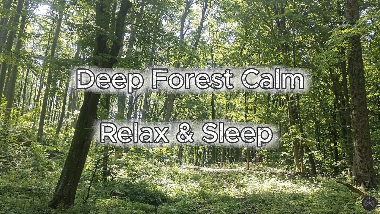 Live Summer Forest Ambience 🌿 Birds Singing & Gentle Wind | Deep Sleep & Relaxation Sounds