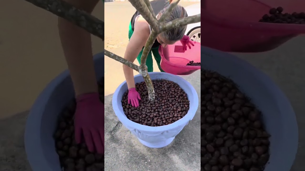 SEGREDO REVELADO😱usando argila expandida no vaso