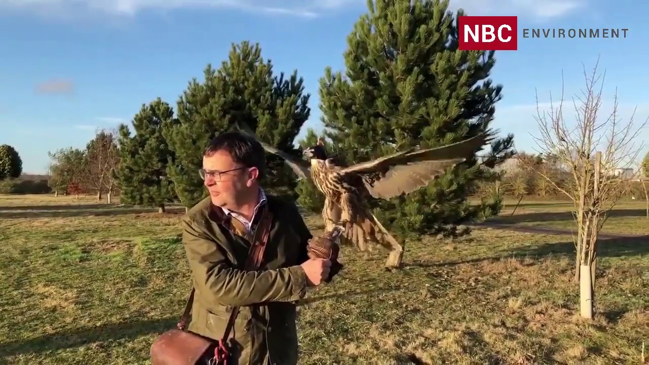 Robotic Gull Flight (Rogull) & Falcon Training | NBC Environment