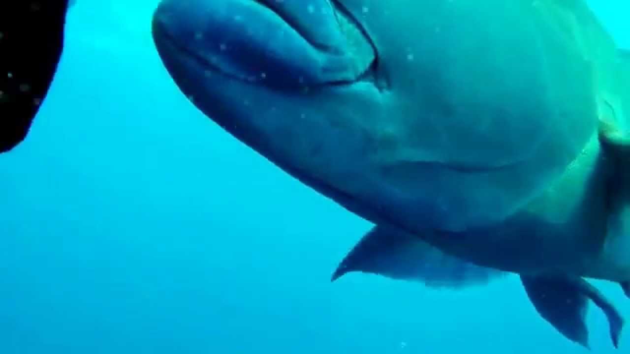 Scuba Diving the Great Barrier Reef, Australia: Playing with Wally the Maori Wrasse fish