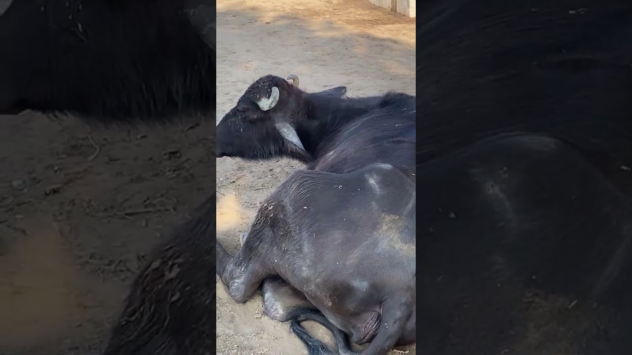 CATTLE HEALTH  is live