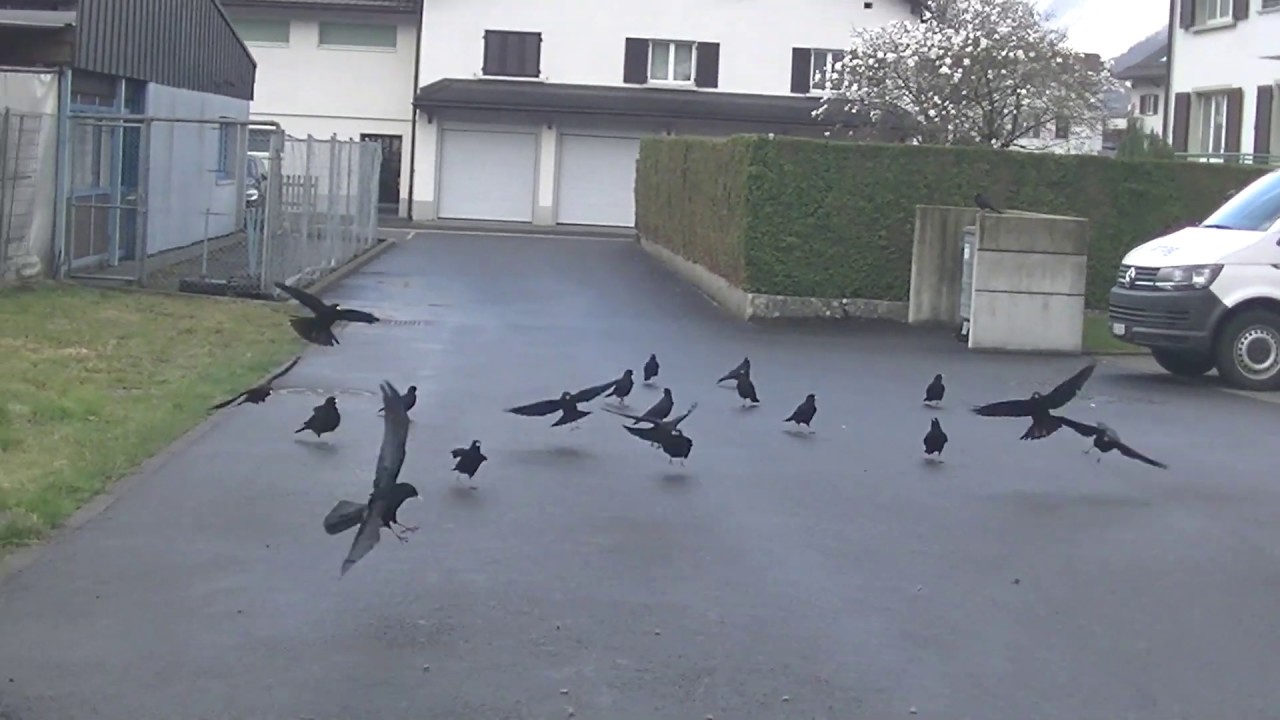 26.03.2019 Rabenhaft sch&ouml;ner - Dienstag