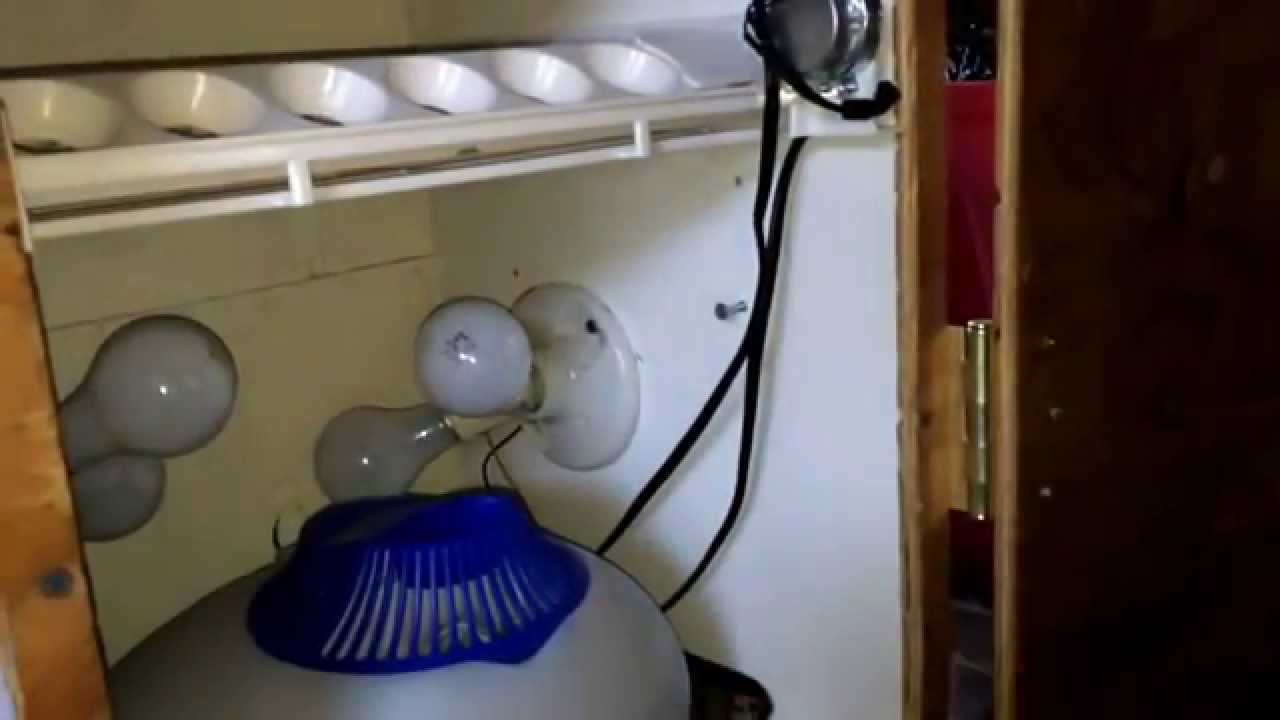 Incubator 2 Is Done - Hatching Ducklings Ducks - Ep:7