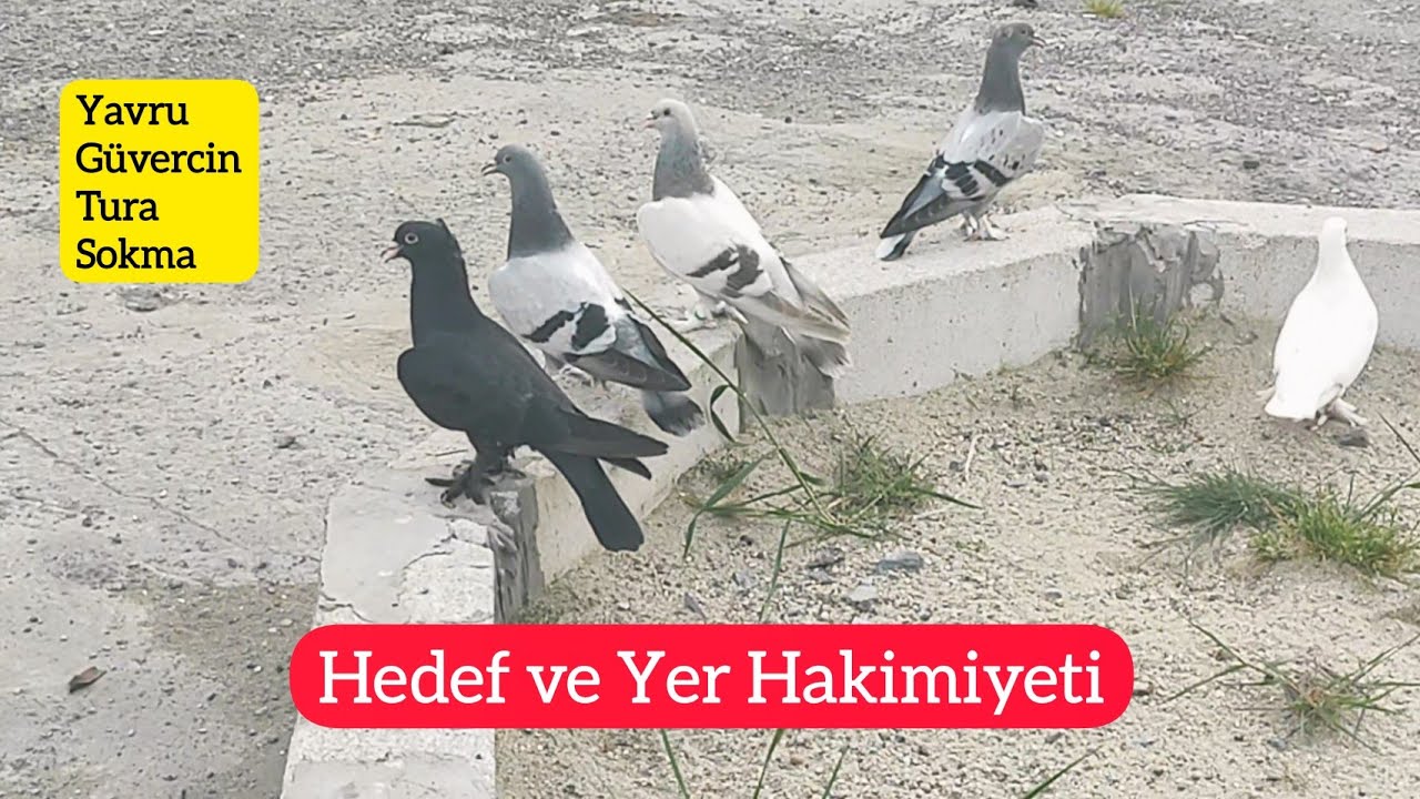 YAVRULAR TURA GİRDİ - YAVRU GÜVERCİN HEDEF VE YER HAKİMİYETİ - PART 2 - UÇURMA