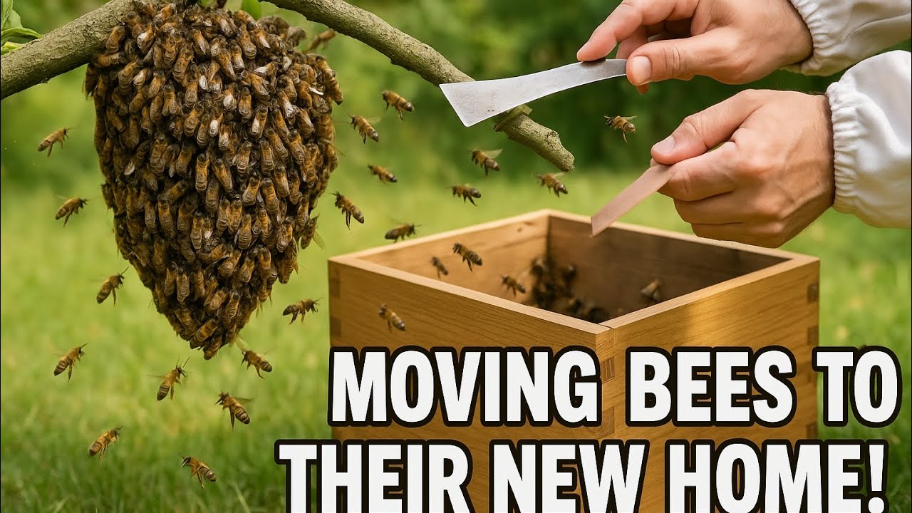 Shifting honey bees to honey bee box||#honeybee ||#honeybeefarm