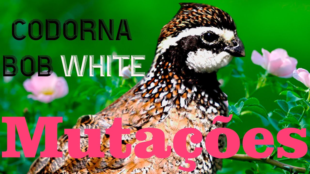 Codorna bob white,  grande variedade de cores !